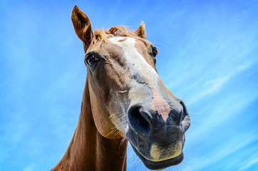 Obraz premium close-up portrait of horse