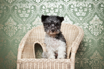 kleiner Hund im Stuhl