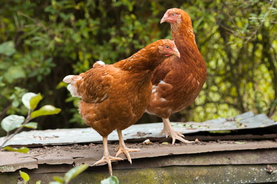 Kura Bilder Durchsuchen 14,850 Archivfotos, und Videos