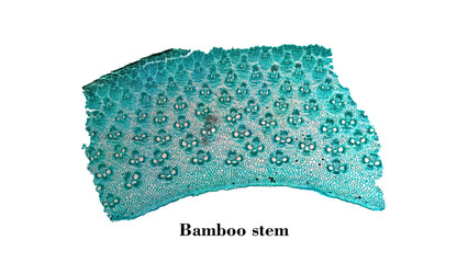 Bamboo stem micrograph