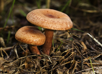 Two small mushrooms