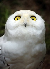 Snowy owl, bubo scandiacus, portrait