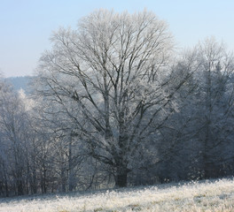 Lonely tree on meadow in december morning