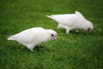 Kakadusa - Nacktaugenkakadus in Busselton - Australien