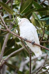 Kakadusa - Nacktaugenkakadus in Busselton - Australien