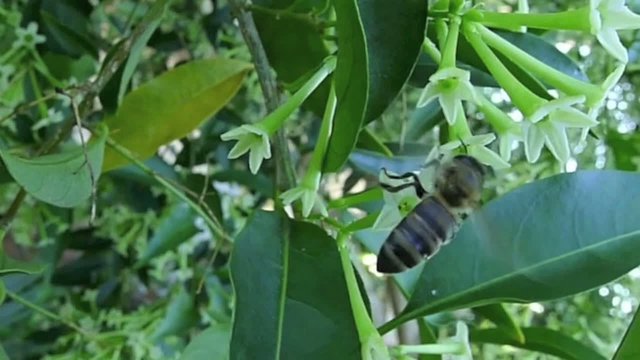 Abeille butinant une fleur de jasmin de nuit, la R&eacute;union