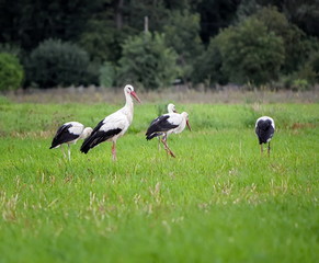 Obraz na płótnie Canvas Migrating white storks, ciconia, in a meadow