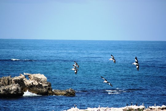 Penguin Island - Western Australien