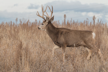 Mule Deer Buck