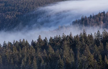 Glasschilderij Mistig bos fog streaming over black forest, Germany