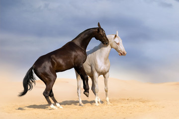 Two achal-teke horses fight on desert dust