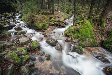 Fototapeta premium small brook in black forest, Germany
