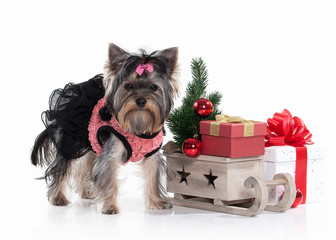 Dog. Yorkie puppy with gift boxes on white background