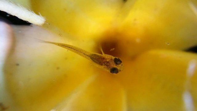 Baby guppy fish in the flower, Macro