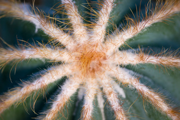 Cactus background