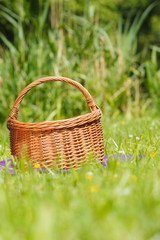 Fototapeta na wymiar picnic basket on meadow in green grass