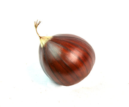 chestnut , chesnut isolated details