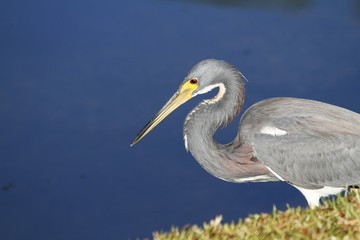 Great blue heron - fairchild gardens