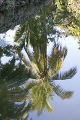 Obraz premium Palm tree water reflection - Fairchild Gardens