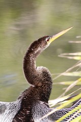 Anhinga sunbathing - Fairchild