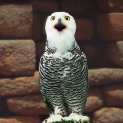 snow owl
