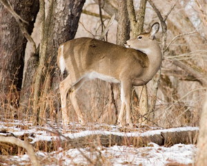 Whitetail deer Doe Side View
