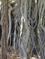 Aerial roots of Fig or Banyan Tree from genus Ficus