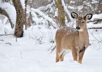 Whitetail Deer Yearling