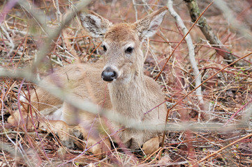 Whitetail Deer Yearling