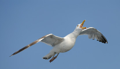 Thayer's gull
