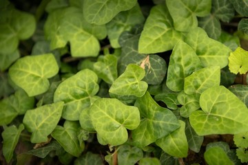Leaves of fresh green ivy closeup