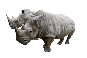 Obraz premium Rhino on white background.
