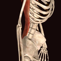 skeleton muscles