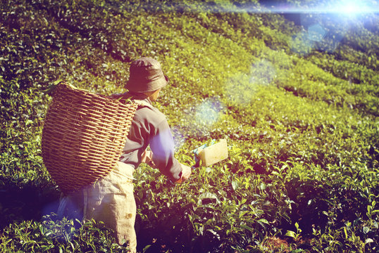 Manual Worker Picking Tea Plantation Harvesting Industry Job