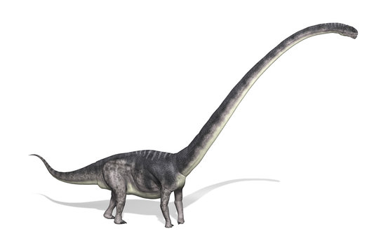 Omeisaurus Dinosaur