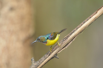 Obraz premium Brown-throated sunbird