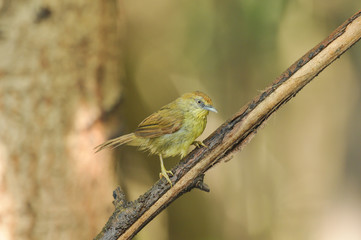 Striped Tit Babbler