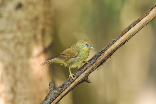 Striped Tit Babbler