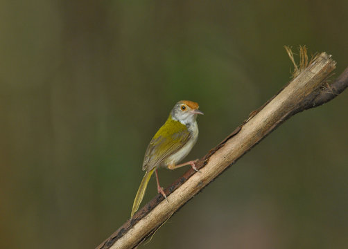 Striped Tit Babbler