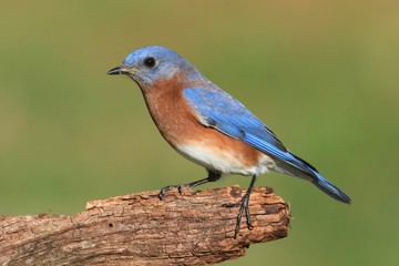 Male Eastern Bluebird