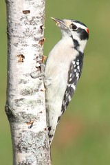 Downy Woodpecker (Picoides pubescens)