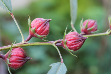 Roselle fruits