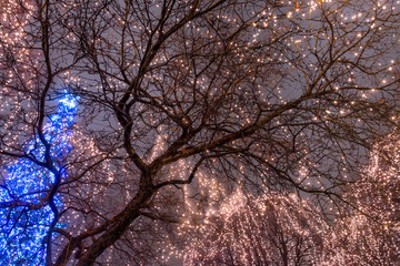 Christmas lights on a tree, view from below