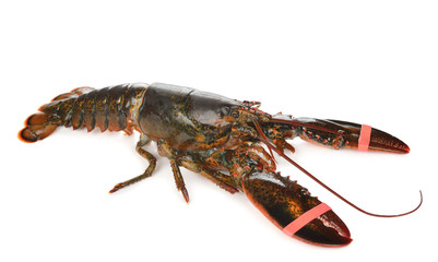 Raw lobster