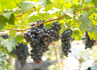 Red Grapes