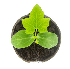 Top view of small plant isolated on white