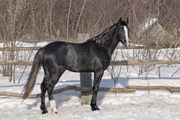 Winter portrait of a horse
