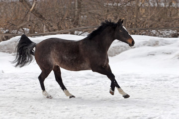 Fototapeta na wymiar Skipping gray horse in winter farm