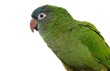 Blue Crown Conure