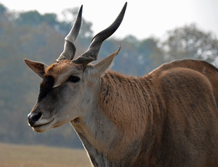 Eland Antelope